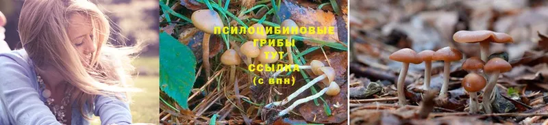 Галлюциногенные грибы Magic Shrooms  Строитель 